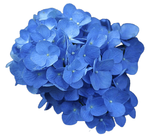 Blue hydrangea PNG no background