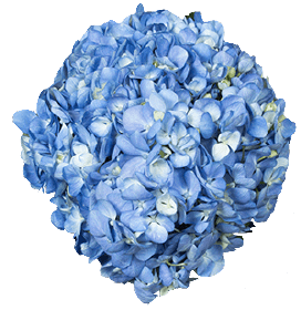 Blue hydrangea transparent PNG flower