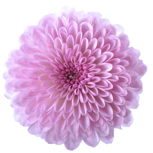 Chrysanthemum png flower 