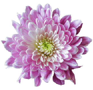 Pink Chrysanthemum flower no background