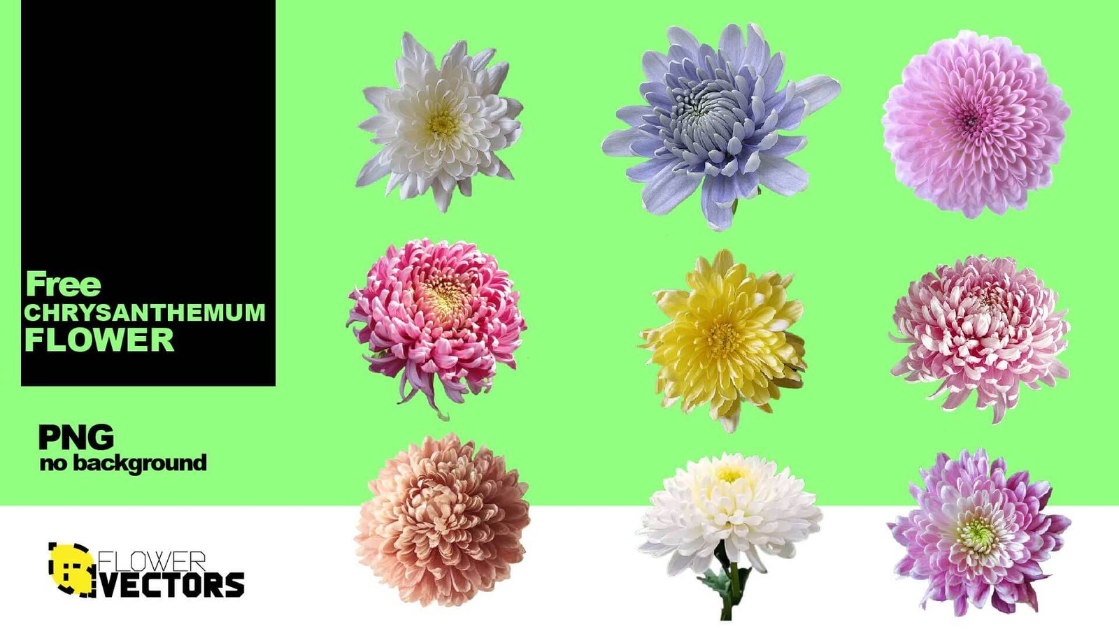 Chrysanthemum PNG transparent no background