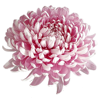 chrysanthemum png transparent no background
