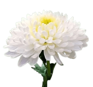 White chrysanthemum PNG flower