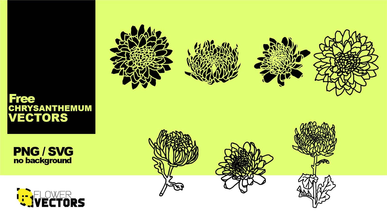 Chrysanthemum vector SVG and PNG transparent no background clip art white and black style