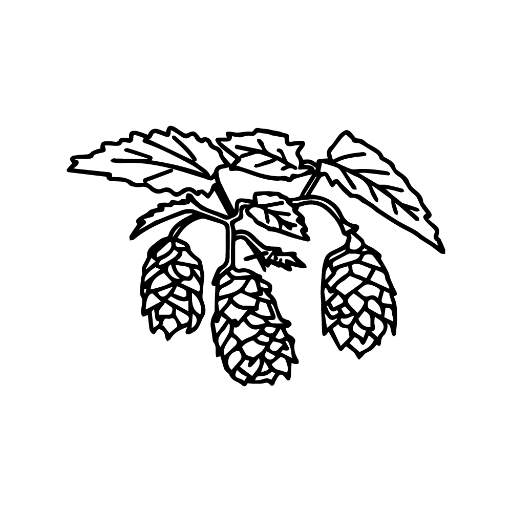 Common hop humulus lupulus herb vector clip art in PNG and SVG, European stamine hop, transparent, no background outline black and white
