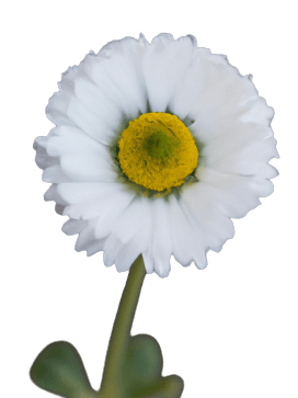 Cute daisy flower in PNG no background transparent