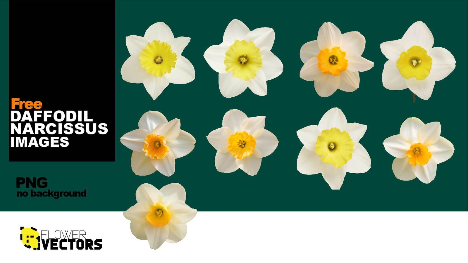 Daffodil flower narcissus images in PNG no background transparent