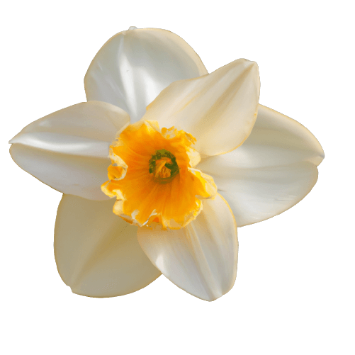 Daffodil flower in PNG no background