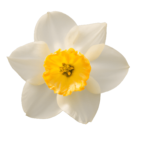 Daffodil in PNG transparent flower no background 