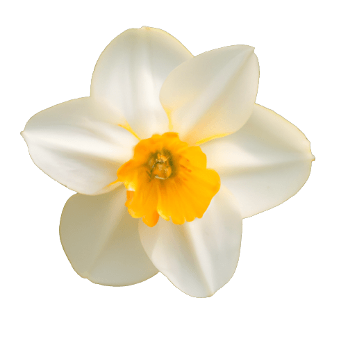 Daffodil (Narcissus) flower images in PNG, flower catalog.