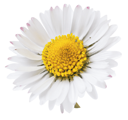 Daisy flower in PNG transparent image no background
