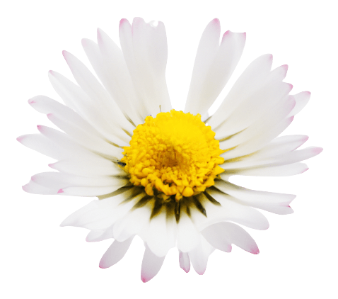 Daisy standart flower in PNG white transparent no background