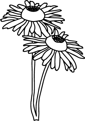 Daisy vector line style transparent clip art PNG and SVG