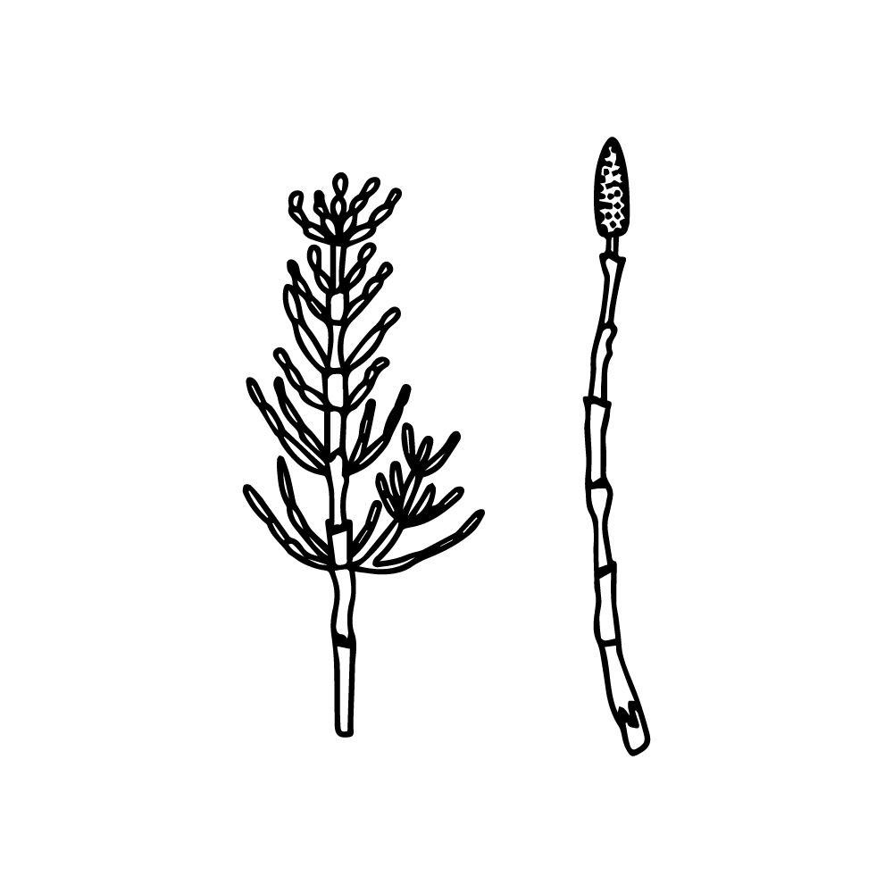Equisetum arvense common horsetail herb vector in PNG and SVG transparent no background