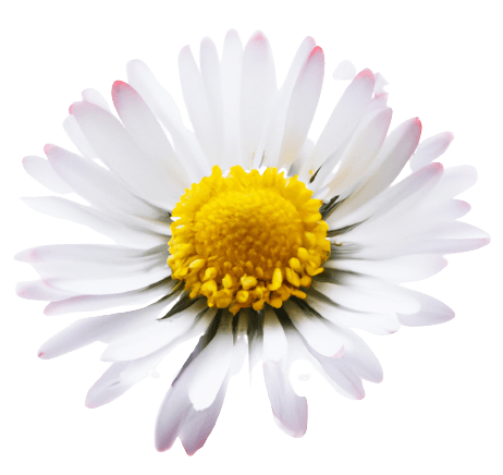 Flower daisy white in PNG no background transparent