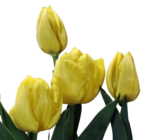 Four yellow tulip PNG no background