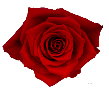 Front red rose transparent