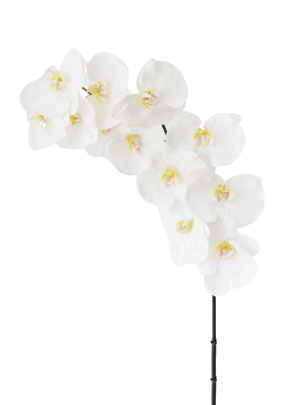 Full white orchid flower for free