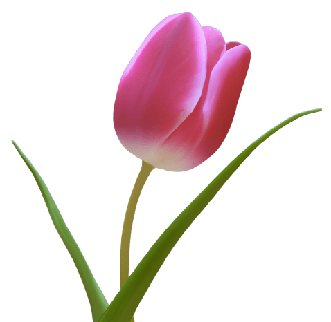 Garden pink tulip flower in PNG transparent no background