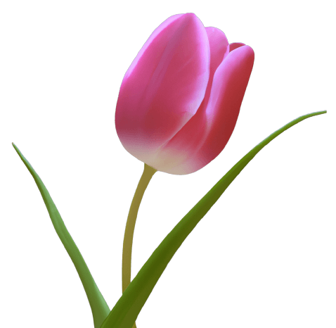 Pink tulip flower in PNG - no background, transparent.