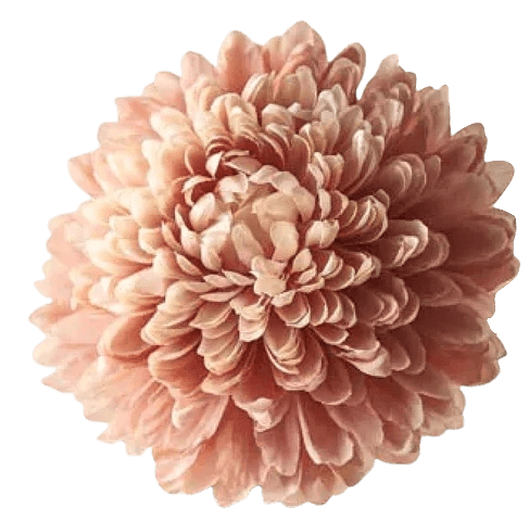 Gold chrysanthemum in PNG file transparent