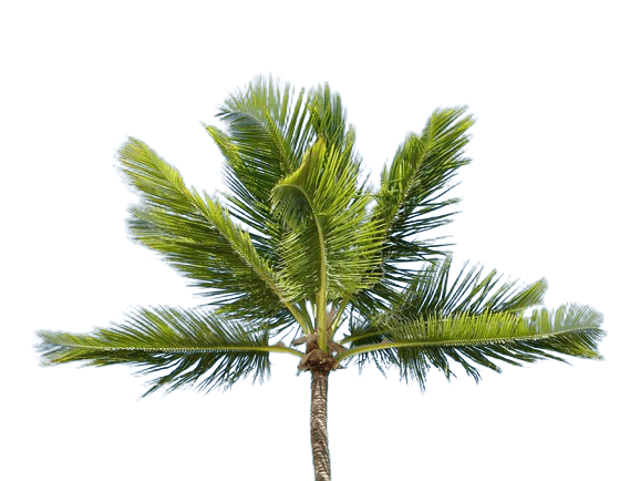 Green palm tree transparent