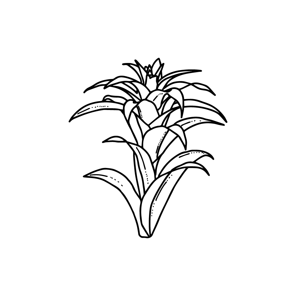 Guzmania flower bromeliad vector clipa art PNG and SVG transparent