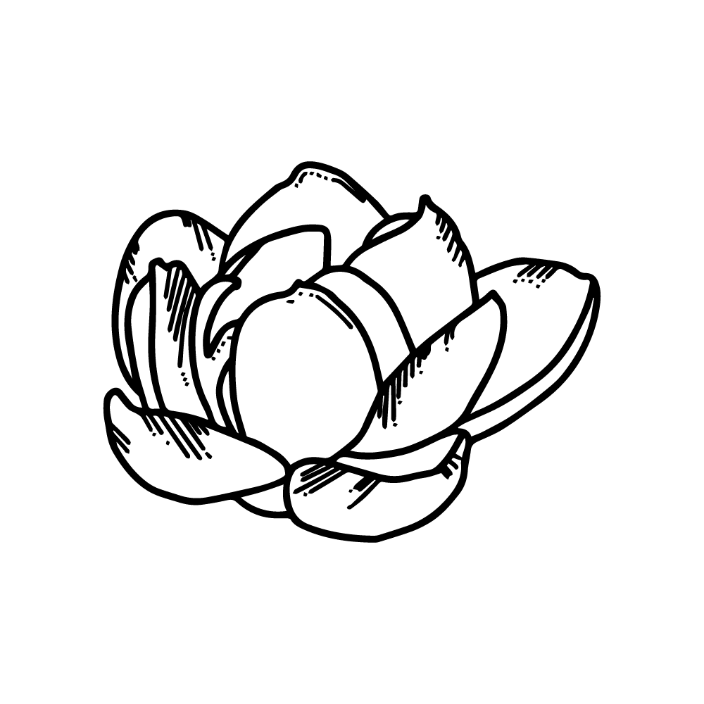 Ittenshikai lotus flower vector and clipart PNG and SVG files transparent