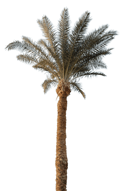 Long palm tree png