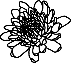 Minimalistic chrysanthemum vector clip art PNG and SVG transparent no background