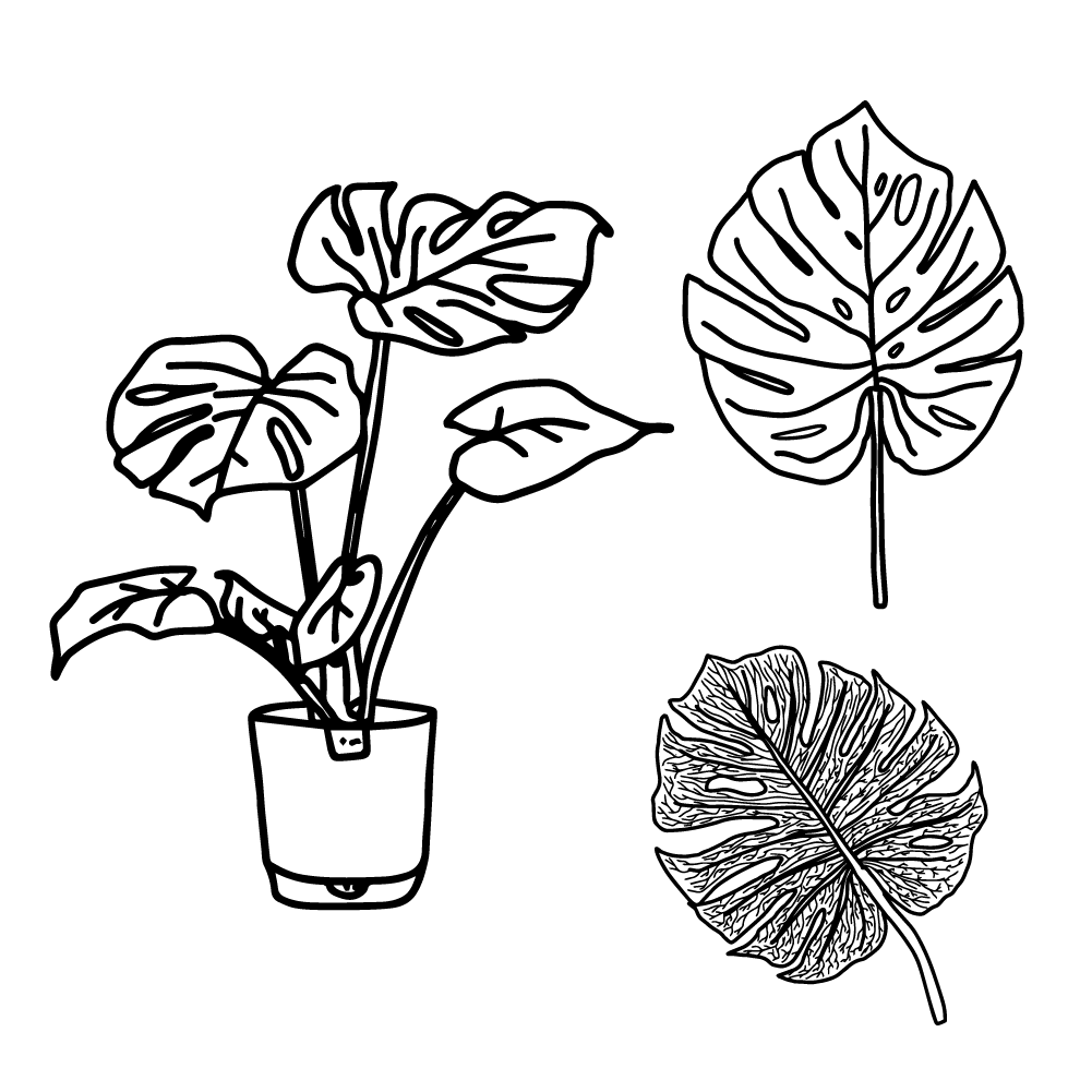 Monstera vector SVG and PNG files, no background transparent