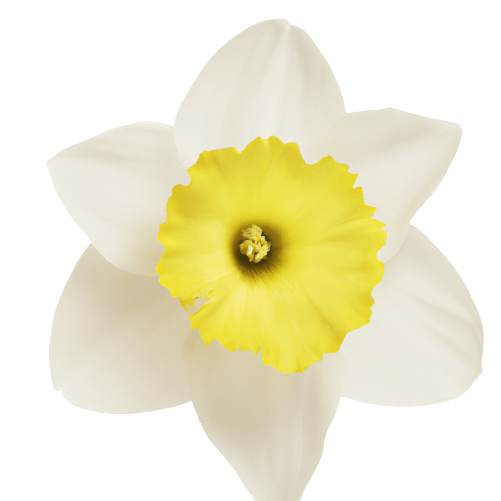 Narcissus flower in PNG no background