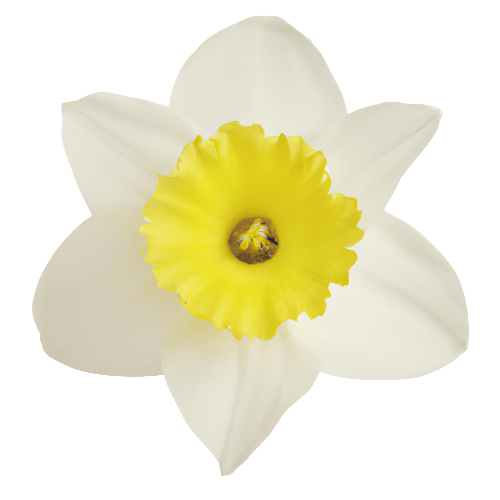 Narcissus flower in PNG transparent image