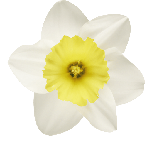 Daffodil (Narcissus) flower images in PNG, flower catalog.