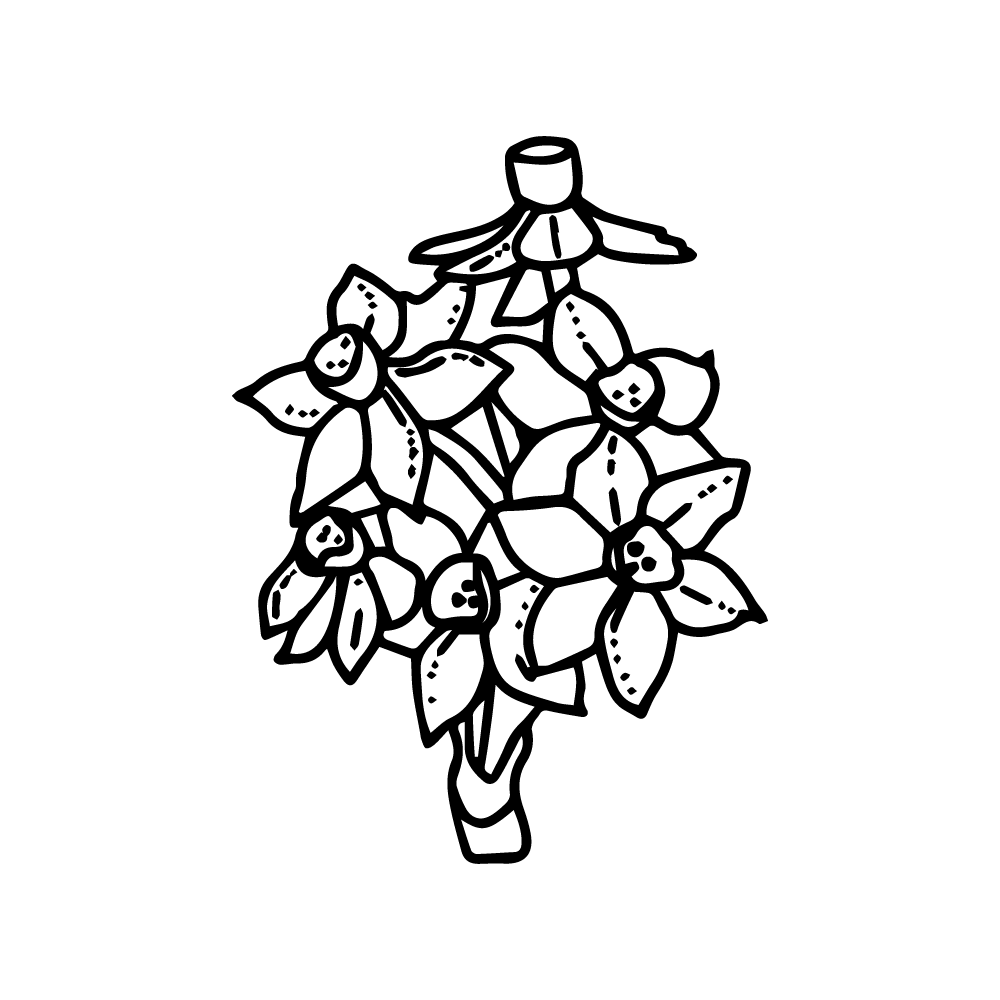Narcissus tazetta flower vector in PNG and SVG no background transparent