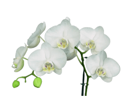 Nice white orchid png transparent