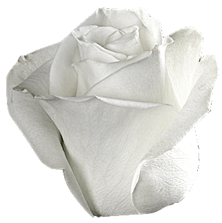 Nice white rose PNG no background