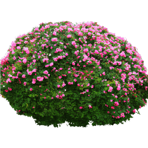 No background azalea bush flower in PNG