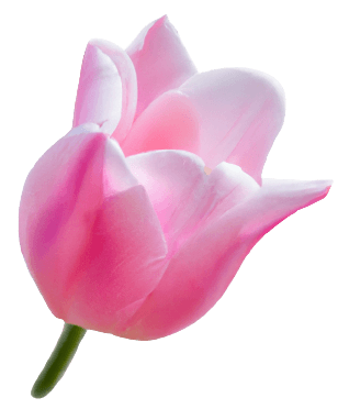 no background pink tulip flower in PNG transparent