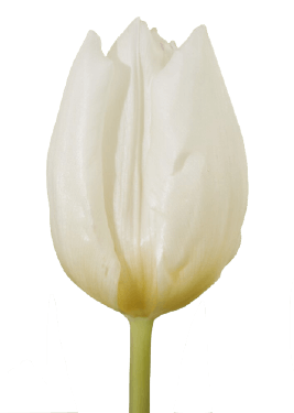 One white tulip transparent in PNG