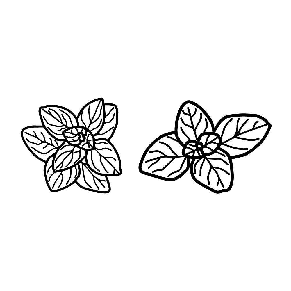 Oregano vector PNG and SVG no background, transparent.