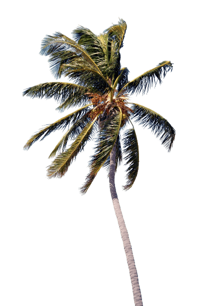 Palm tree in wind