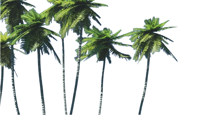 Palm tree forest in png file