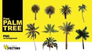 Palm tree png for free