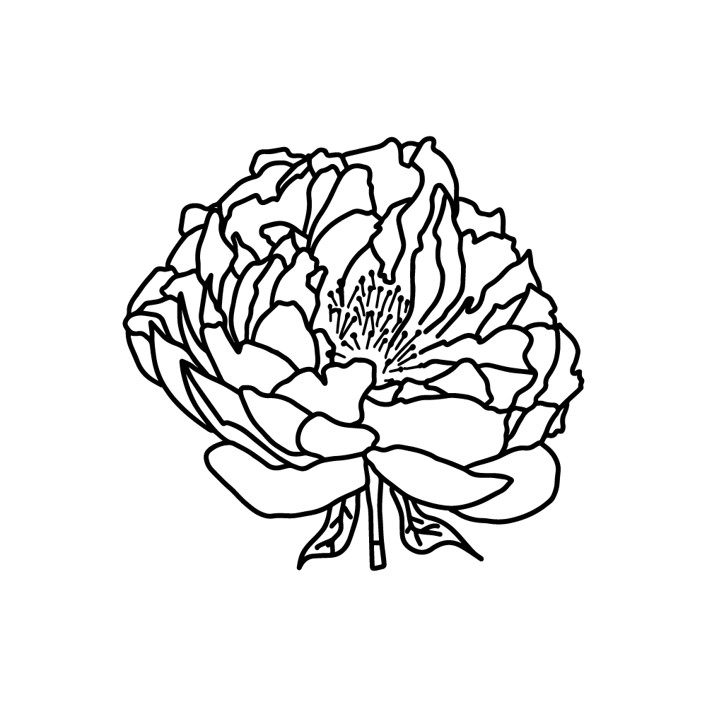 Peony bartzella flower vector PNG and SVG transparent no background outline