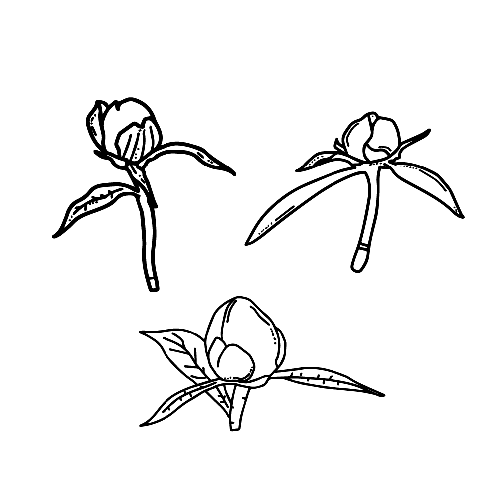 Peony bulbs flower vector clip art PNG and SVG transparent, no background, outline