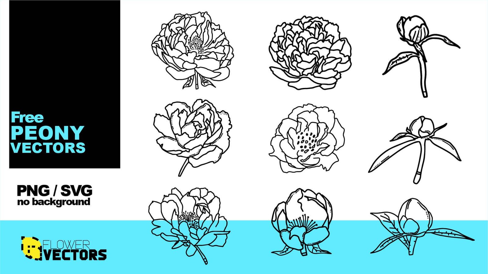Peony flower vector clip art outline style in PNG and SVG transparent no background