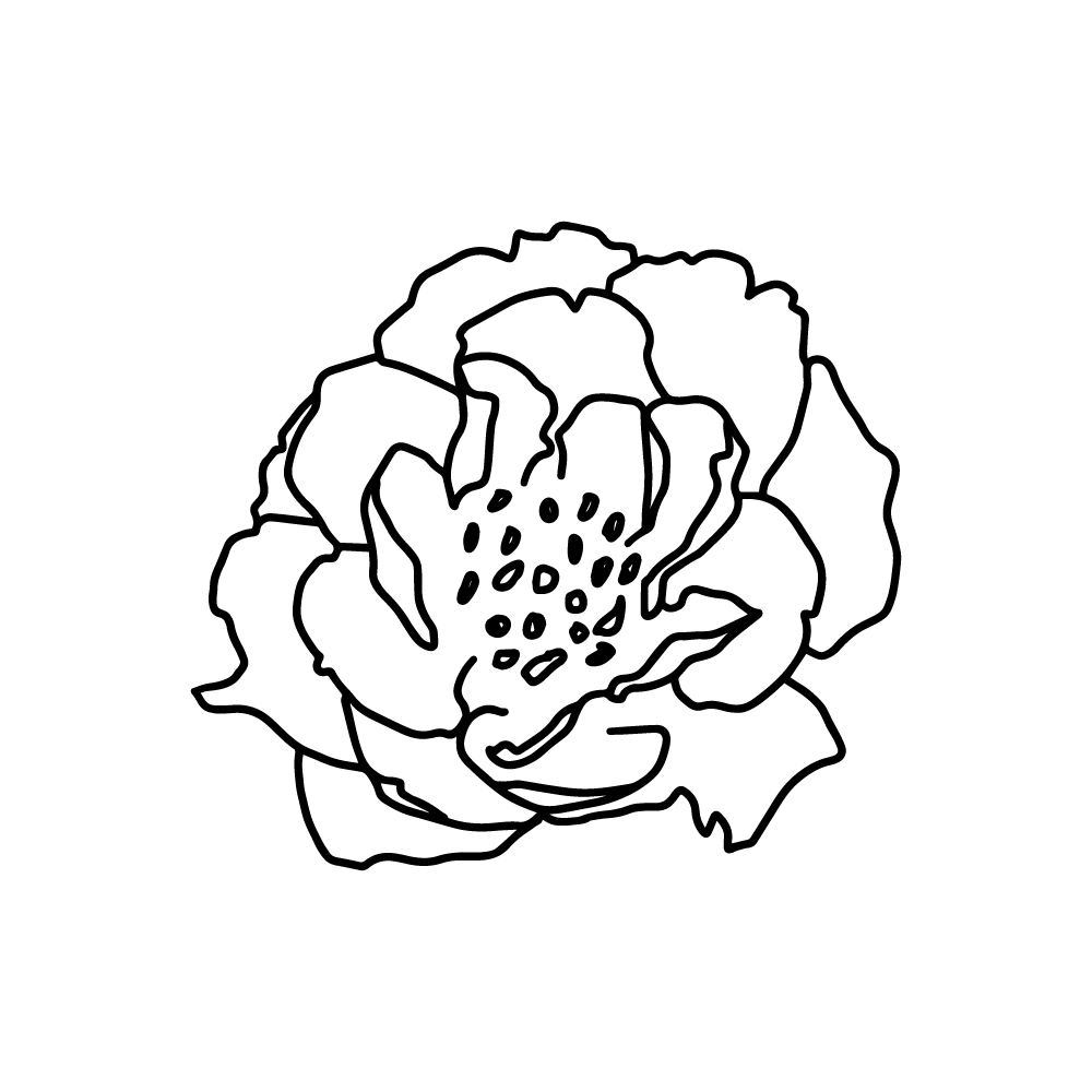 Peony itoh flower vector clip art outline style in PNG and SVG transparent no background