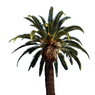 Perfect palm tree in png file