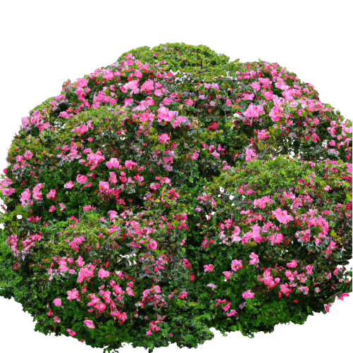 Pink azalea bush flower in PNG transparent